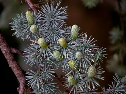 Blue atlas cedar