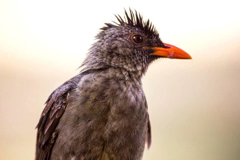 Seychelles bulbul