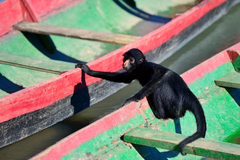 Peruvian spider monkey