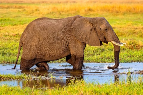 African elephant