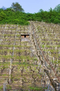 Vineyard stairs