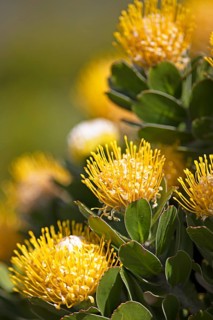 Pincushion protea