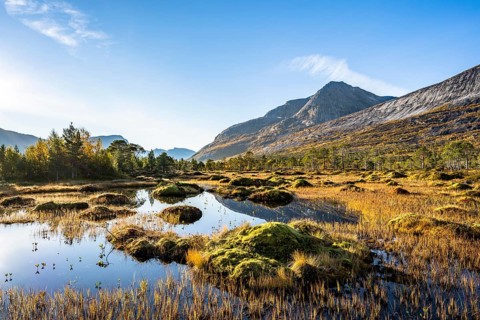Small pond with bog landscape