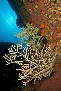 False black coral