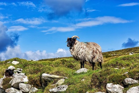 Domestic sheep