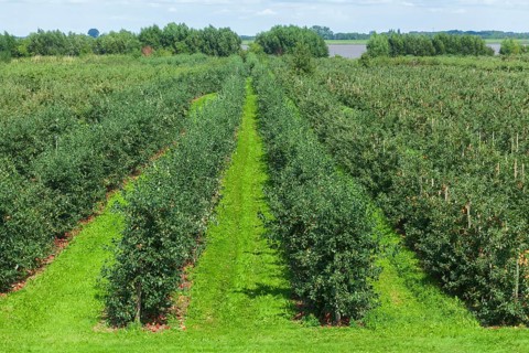Apple orchard with Elbe
