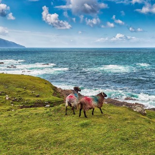 Two domestic sheep