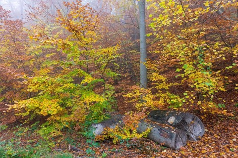 Beech