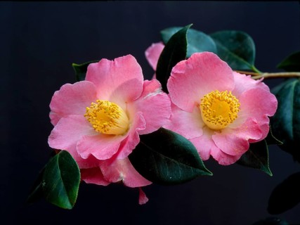 Japanese camellia