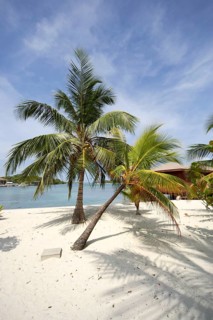Coconut palm