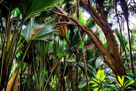 Vallee de Mai