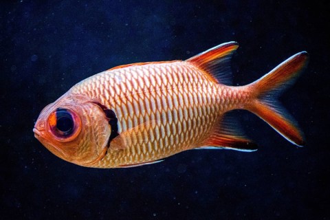 Blotcheye soldierfish