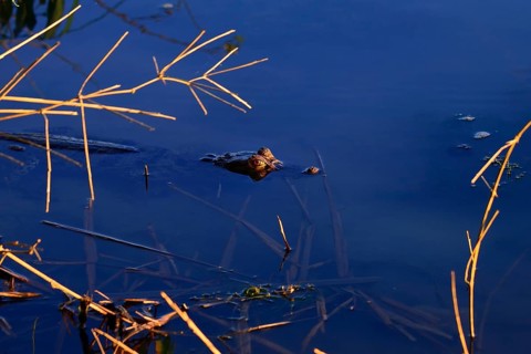 Black caiman