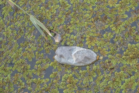 Plastic bottles swims on Floating Watermoss