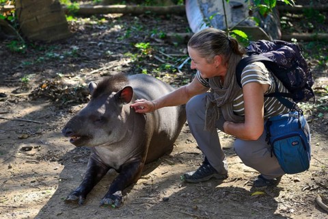 Woman stroking a lowland tapir