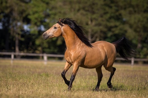 Pura Raza Espanola stallion dun happily trotting on the summer pasture