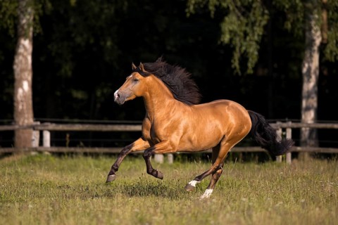 Pura Raza Espanola stallion dun with blowing mane in exuberant gallop on pasture