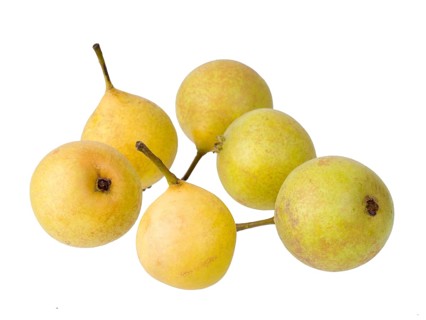 Pear variety Sugar pear
