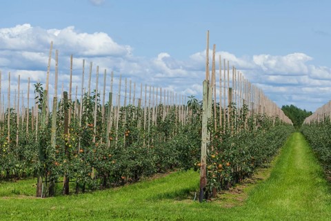 Apple orchard
