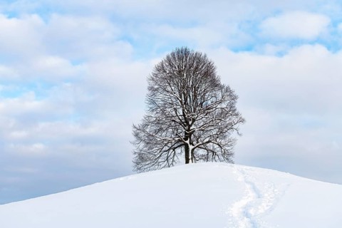 Freestanding lime tree on hill