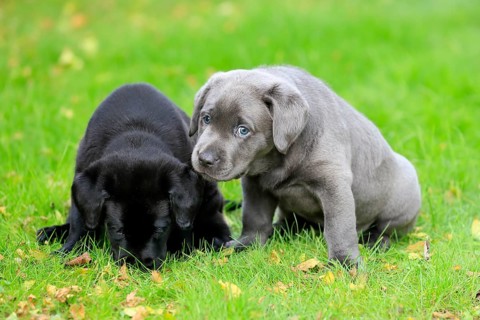 Labrador domestic dog