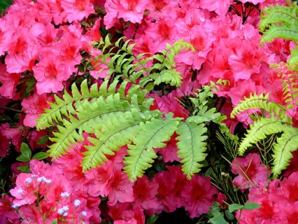 Ivy in azalea blossom