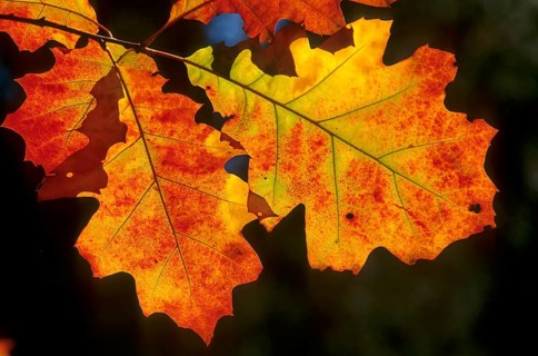 Red oak