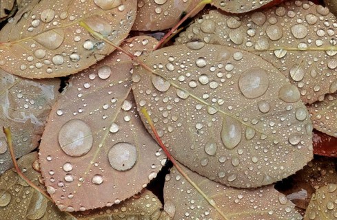 Rock pear leaves with water droplets