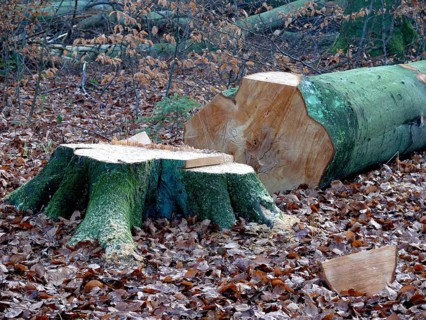 Freshly felled beech tree in the winter forest