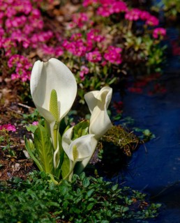 White mock calla Lysichiton camtschatcensis Habitus Araceae Arum family
