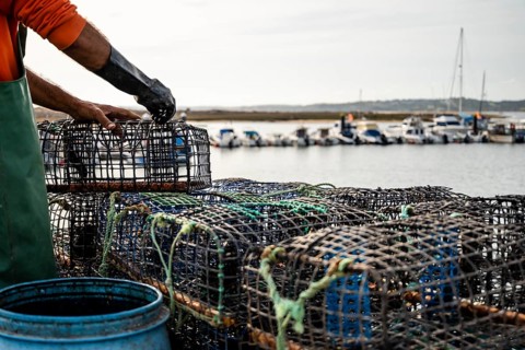 Fisherman puts crab inside octopus traps in Alvor