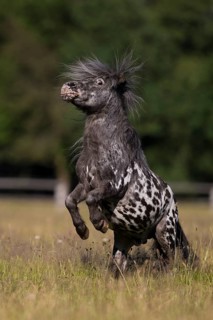 Mini Shetty Pony Stallion can climb on command