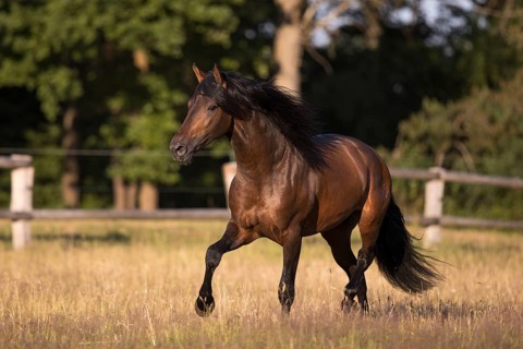 Brown Pura Raza Espanola stallion with flowing mane at a trot on the summer pasture