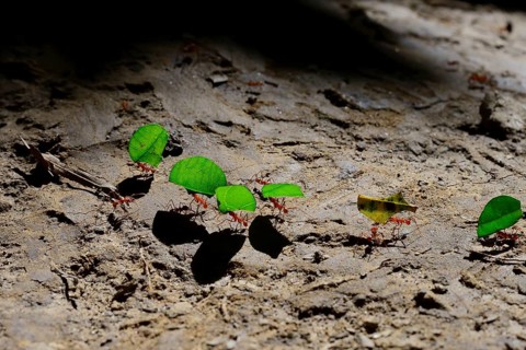 Leafcutter ants