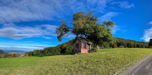Early autumn landscape with tree and dilapidated hut