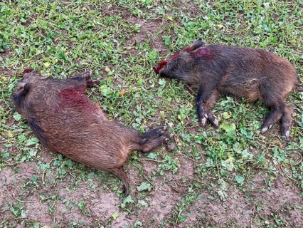 Killed young wild boars