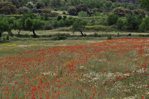 Poppy meadow with olive trees