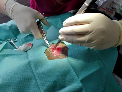 Sewing up a wound after a dog bite
