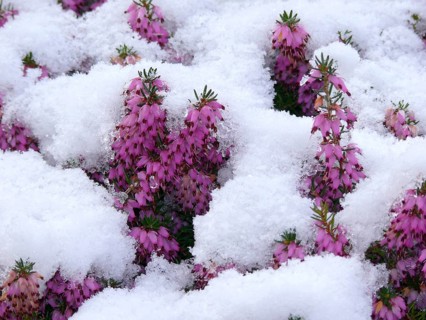 Bell heather