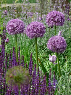 Giant onion
