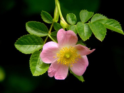 Dog rose