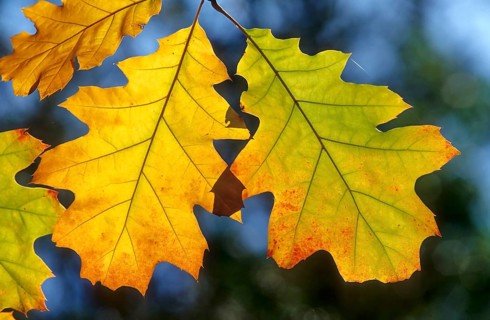 Red Oak