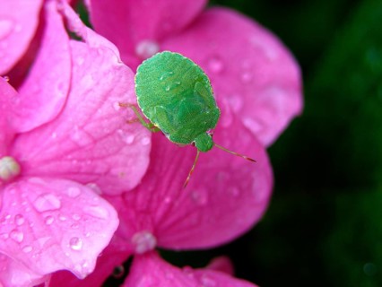 Green stink bug