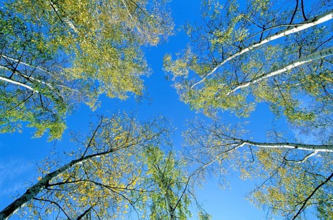 Autumn birches rise into the sky
