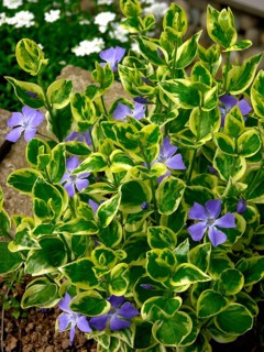 Periwinkle