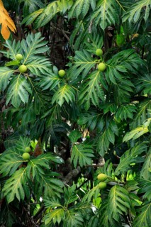 Breadfruit