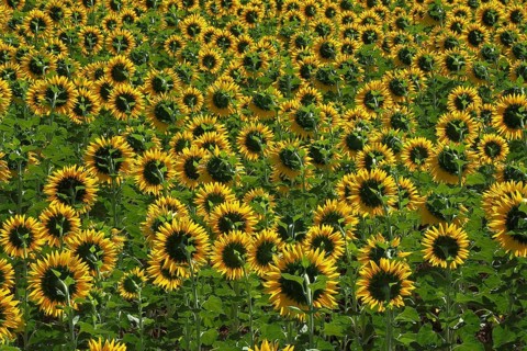 Field with sunflowers
