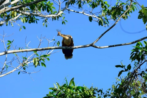 Hoatzin