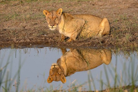 Lion