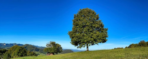 Early autumn landscape with littleleaf linden